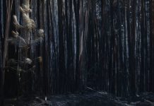 Fotografia bosque quemado.
